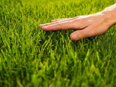Close up of a man's hand gently touching a grassy lawn