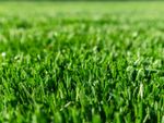 Closeup view of short cut grass