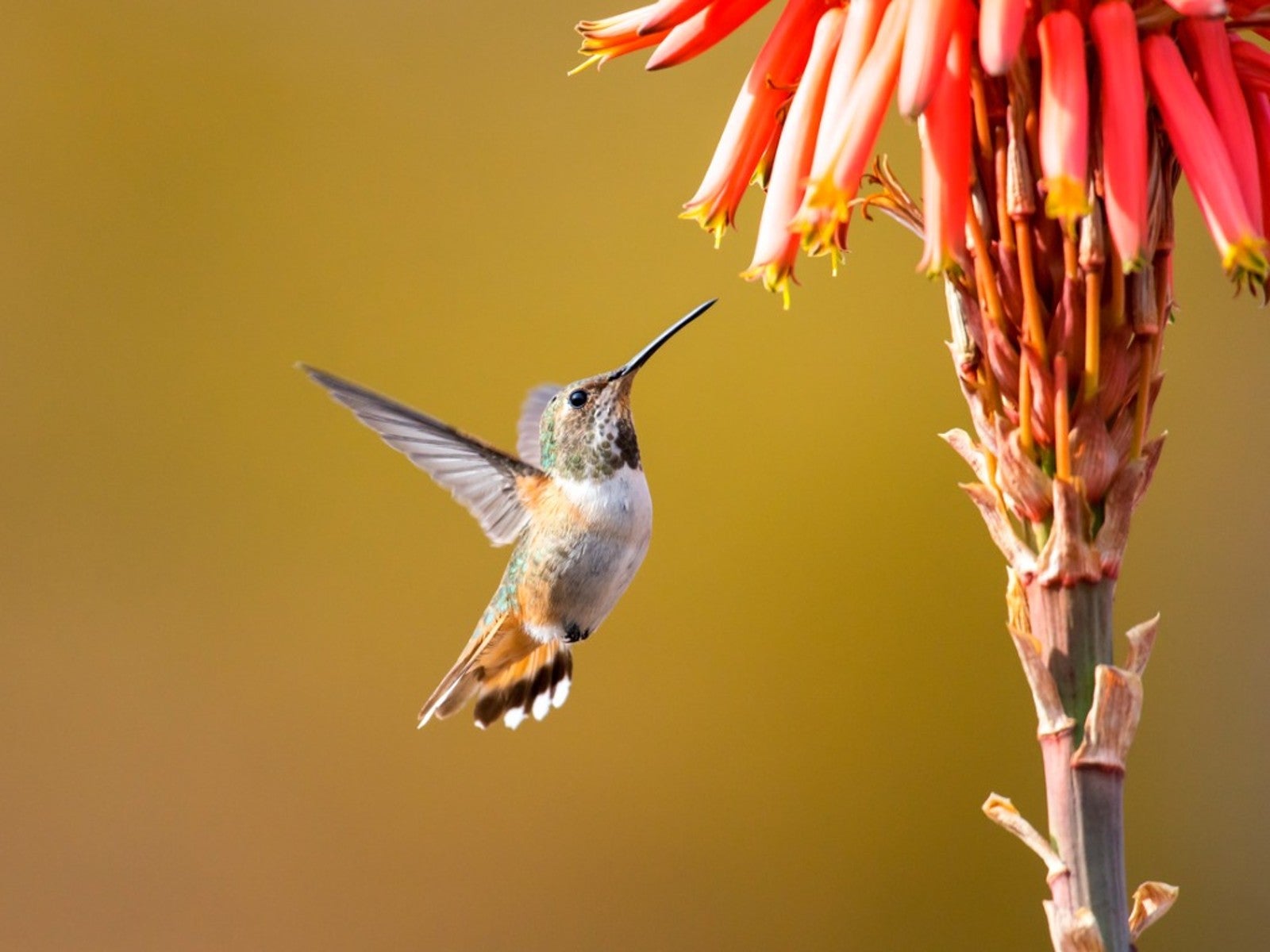 A hummingbird hovers under a bright red flower against a muted yellow background