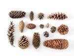 Pinecones of different shapes and sizes