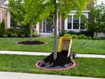 A wheelbarrow dumps mulch around the trunk of a tree in a front yard