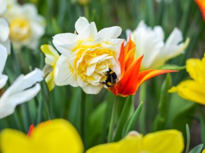 A bee lands on a frilly daffodil flower