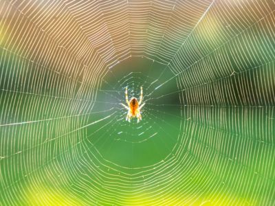 A spider in the center of a web