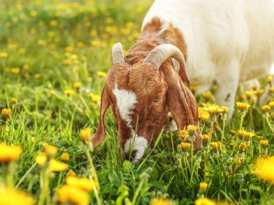A brown and white goats eating grass and dandelions