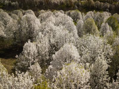 A forest of white blooming trees