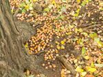 Ginkgo fruits litter the ground at the foot of a tree