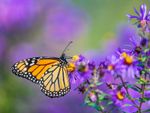 A monarch butterfly on purple aster flowers