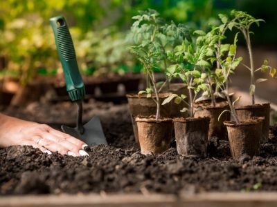 A hand presses down soil next to a trowel and several tomato seedlings in pots