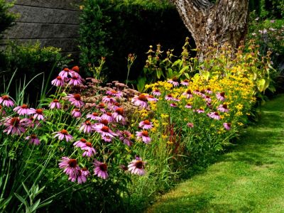 A long pollinator strip of coneflowers and black eyed Susans growing in a flower bed
