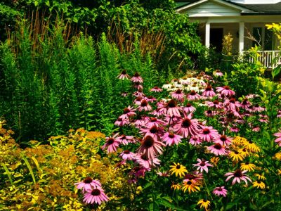 A front yard full of perennial flowers