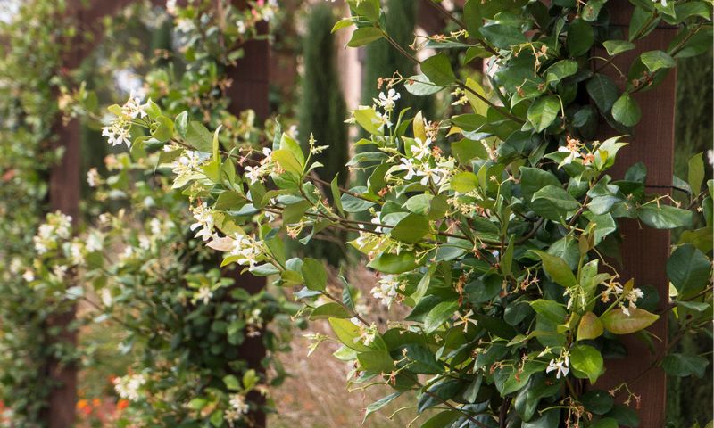 A vine of jasmine with white flowers