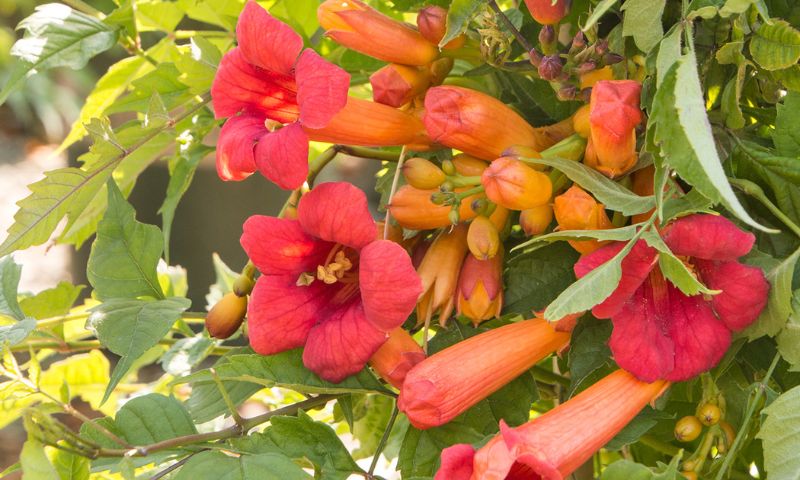 Fuchsia trumpet vine flowers