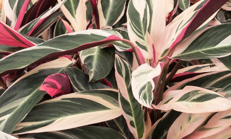 Stomanthe leaves that are bright pink underneath and variegated light pink and white on top