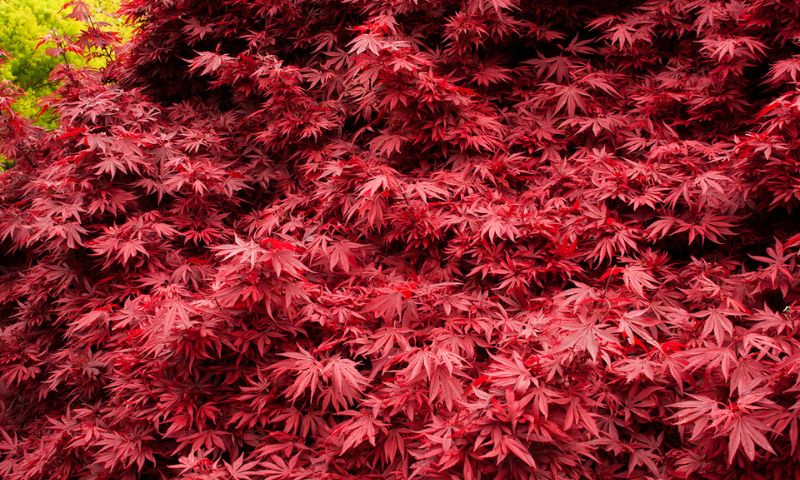 Bright red japanese maple leaves