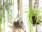 Houseplants in macrame hangers in front of a window