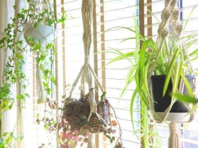 Houseplants in macrame hangers in front of a window