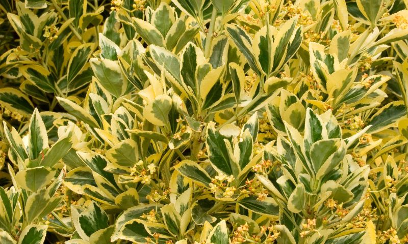 Euonymus leaves with yellow and green