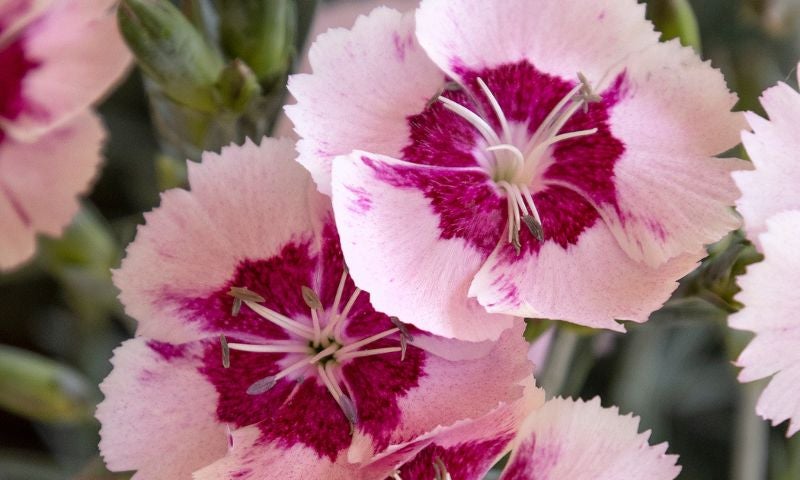 Dianthus with dark pink in the middle of each petal that fades to light pink