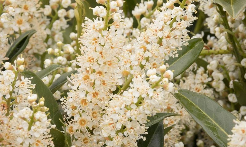 Stems with bunches of white cherry laurel flowers