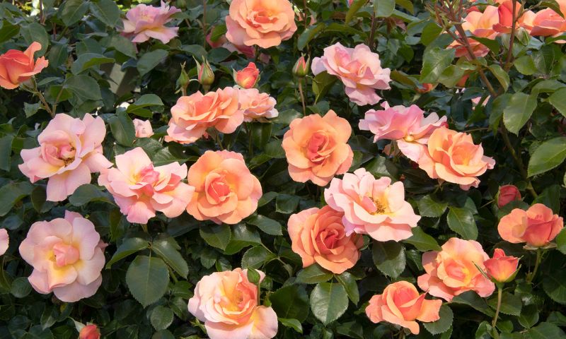 A bush of peach colored roses