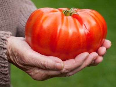 Hands holding a giant red tomato