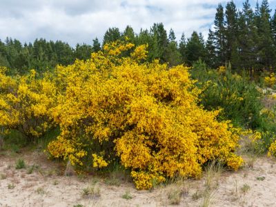 Yellow flowers on a large Scotch Broom bush growing in the sand