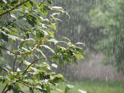 Rain falling on a shrub