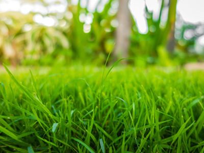 Close up of a grassy lawn