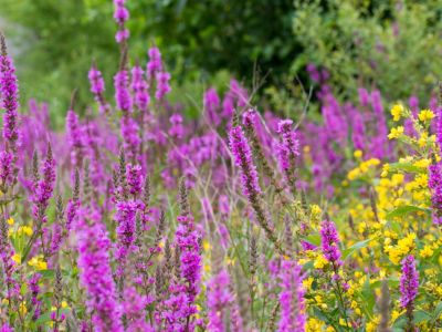 Invasive purple and yellow loosestrife growing outdoors