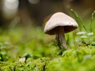 Closeup of a mushroom growing out of the forest floor
