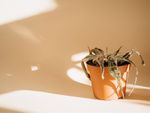A dying aloe plant ina. terra cotta pot