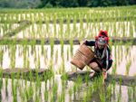 A Hmong woman with a basket harvests rice from a field
