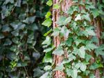 English ivy growing on a tree