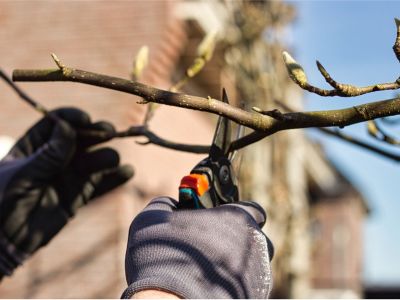 Gloved hands use shears to prune a magnolia tree
