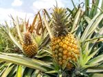 Two pineapple fruits growing in a dense patch of pineapple plants