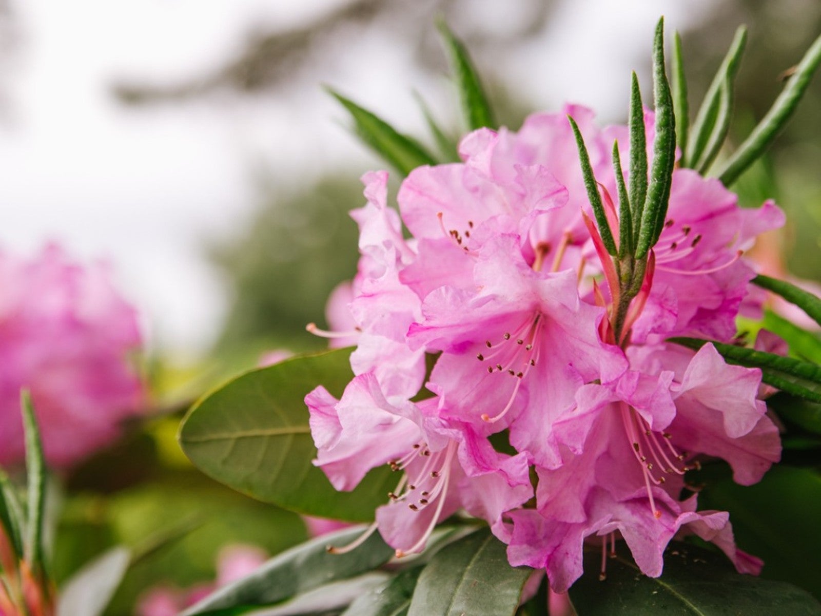 Close up of pink rhododendron flowers on a shrub