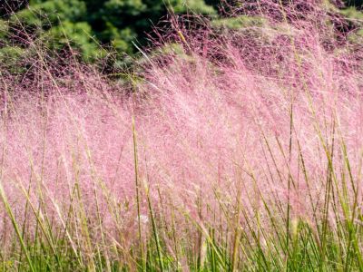 Ornamental pink muhly grass