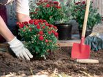 A gardener in gloves plants red chrysanthemum plants in the ground