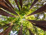 A view looking straight up into the canopy of a redwood forest