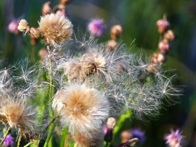 Seeds blowing off of fluffy Canada thistle seed heads in the wind
