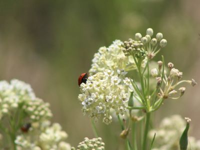 A ladybug on a whorled milkweed flower