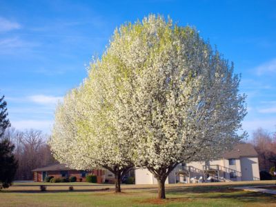 Two blooming bradford pear trees