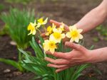 Hands around a clump of blooming daffodils