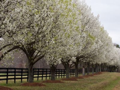 A row of blooming Bradford or Callery pear trees