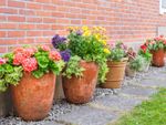 Multicolored flowers growing in terra cotta pots along a brick wall