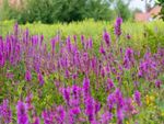 A field of purple loosestrife flowers