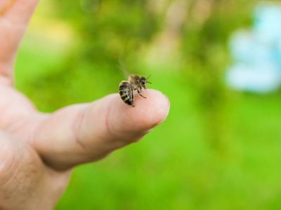 A bee stings an outstretched finger