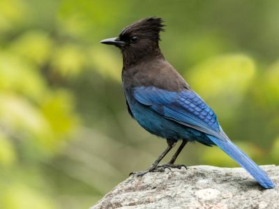 A stellers jay, a black and blue bird with a tufted head, stands on a rock