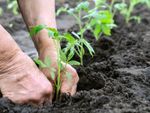 Hands planting a row of tomato seedlings in soil