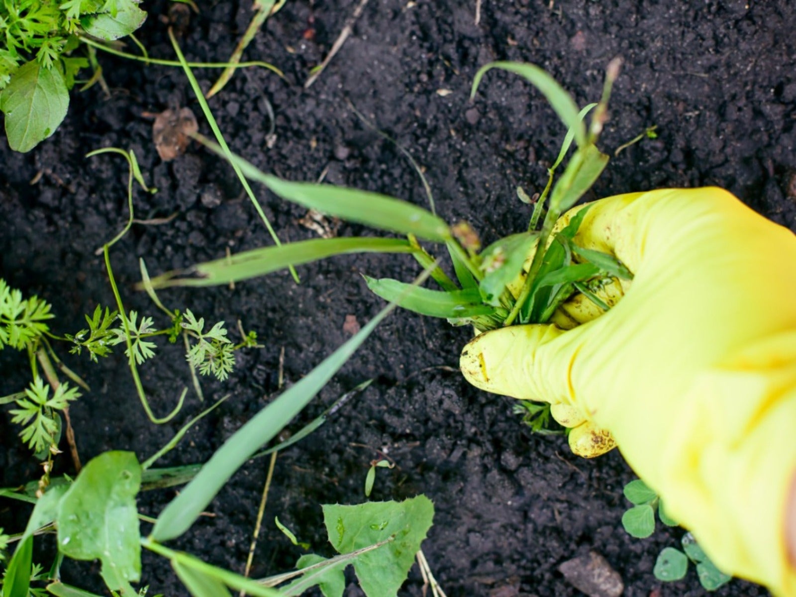 A hand in a yellow glove pulls weeds from a garden bed